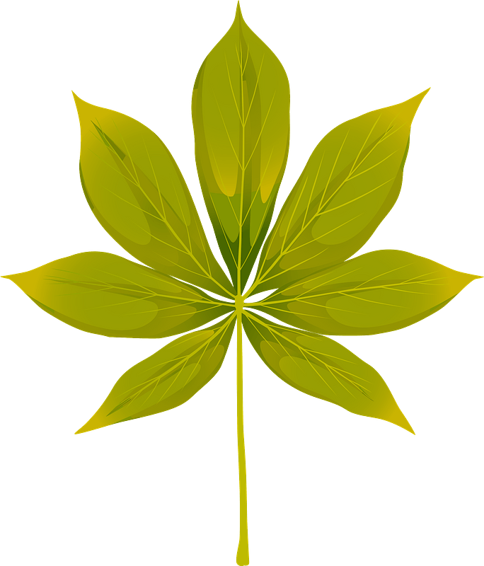 California buckeye summer leaf