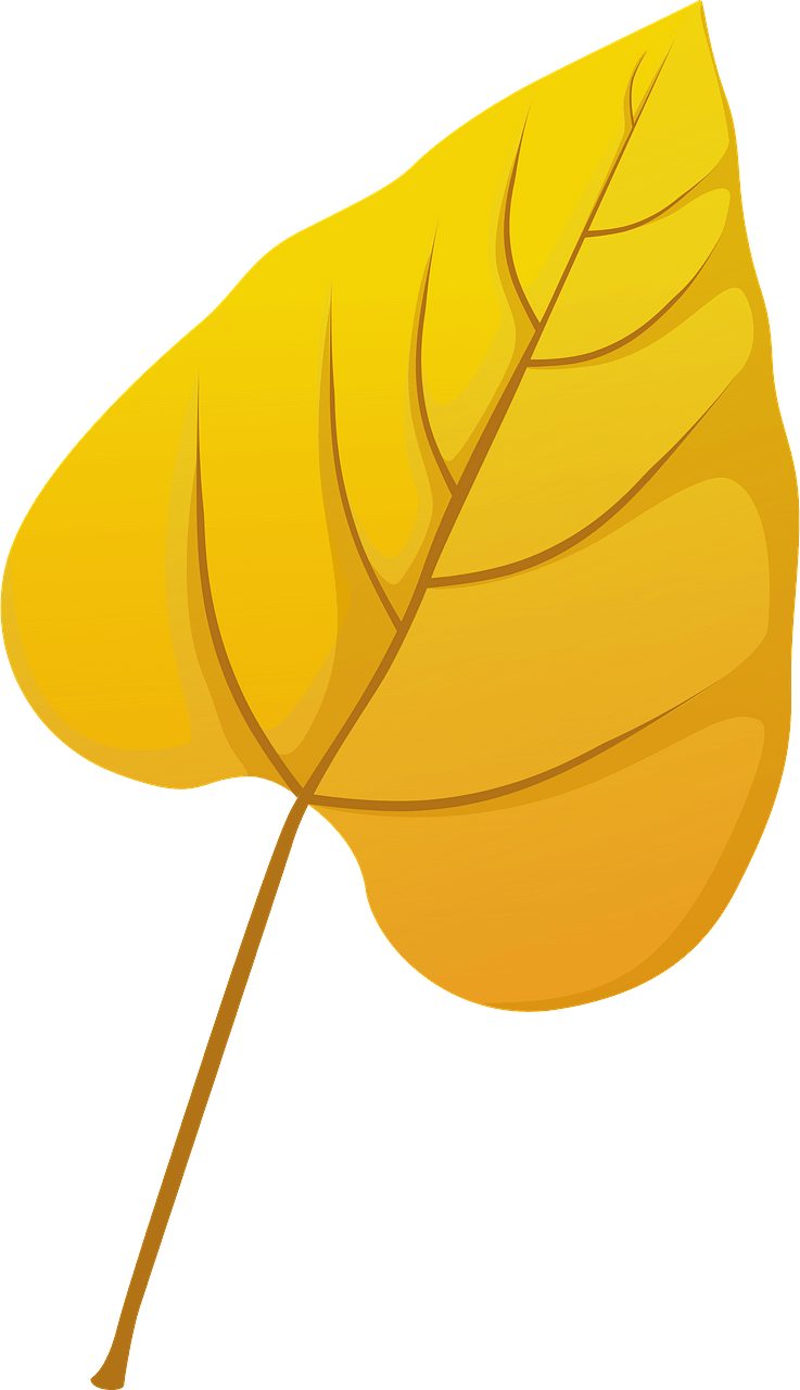 Southern catalpa late autumn leaf
