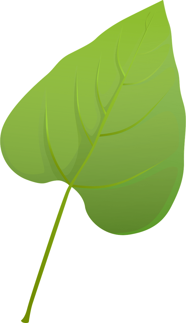 Southern catalpa green leaf