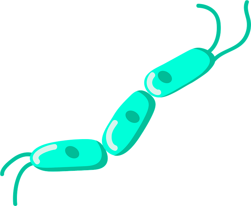 Bacteria