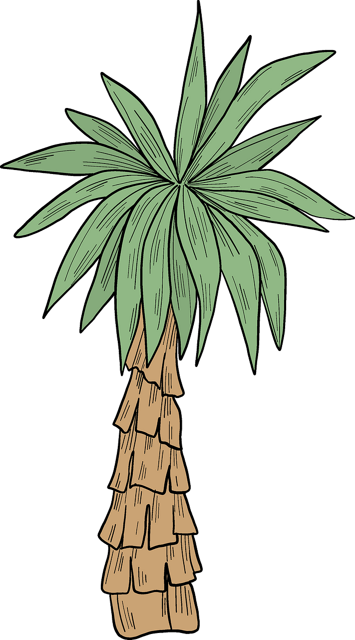 Palma