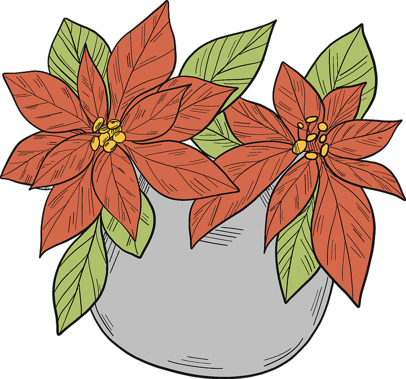 Poinsettia in a pot