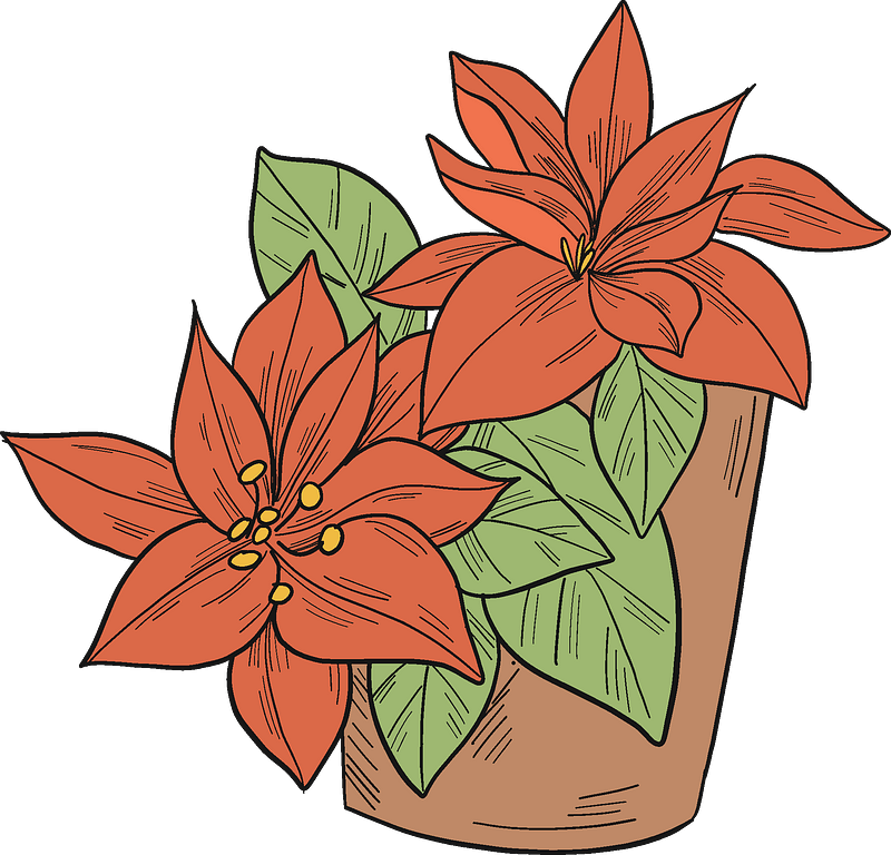 Poinsettia in a pot