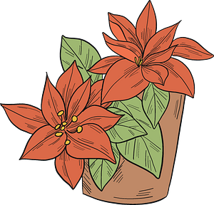 Poinsettia in a pot
