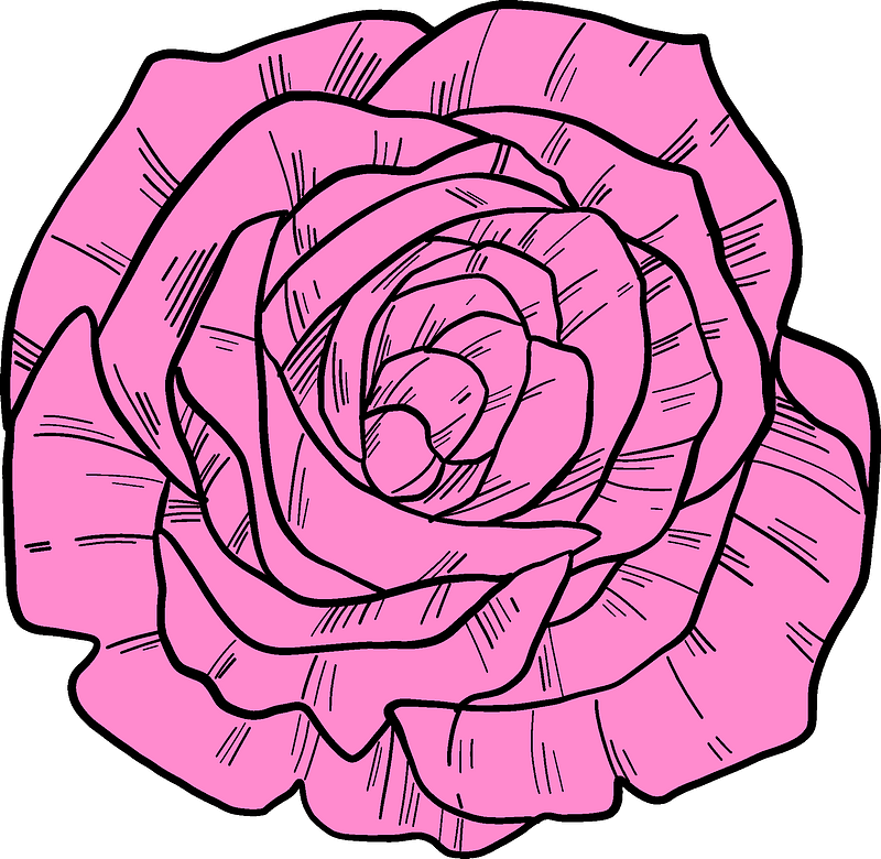 Pink rose