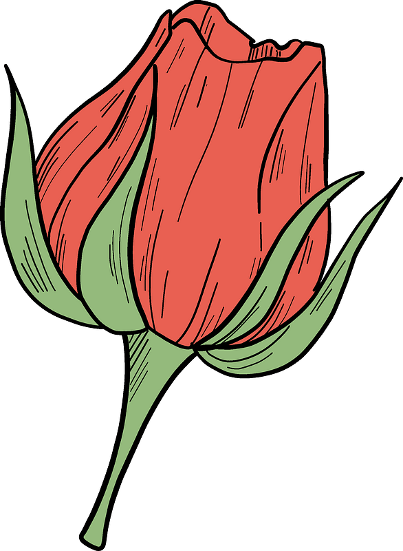 Red rose