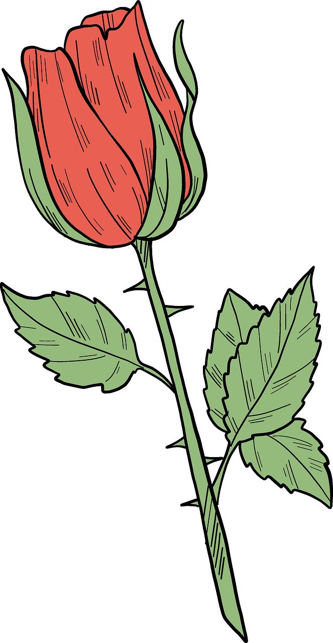 Red rose