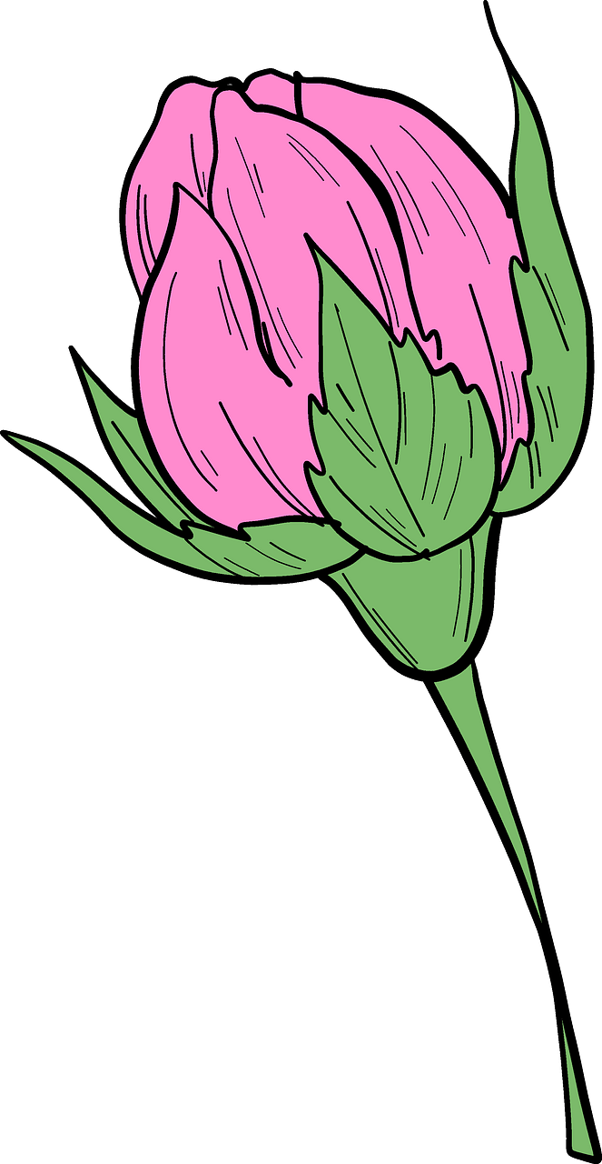Rose bud