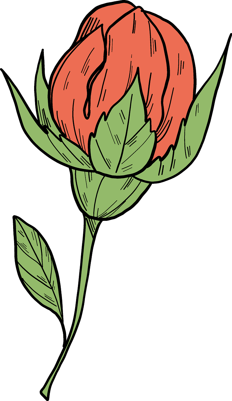 Rose bud