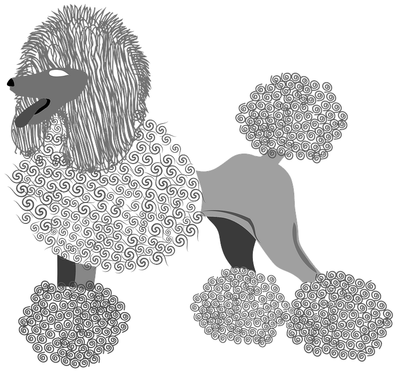 Poodle