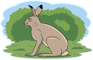 Hare