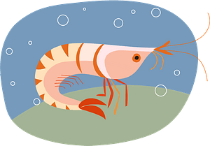 Shrimp