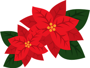 Poinsettia flower