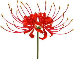 Red spider lily flower