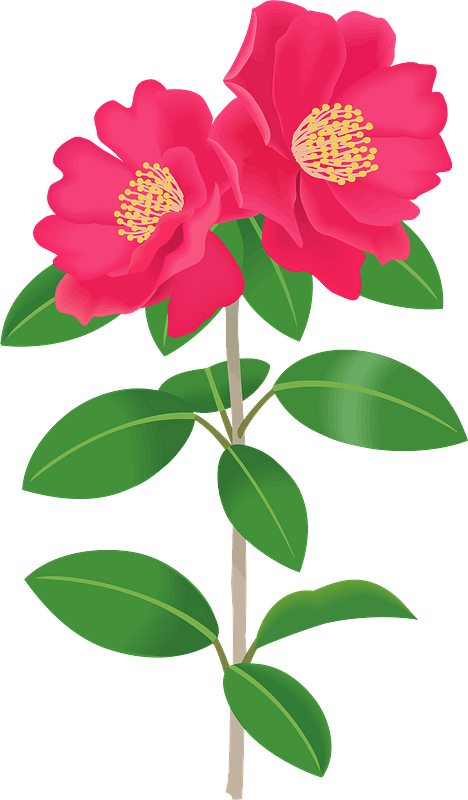 Sasanqua camellia flower