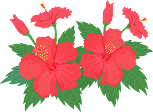 Hibiscus flower