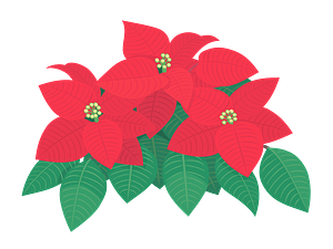 Poinsettia flower