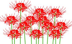 Red spider lily flower