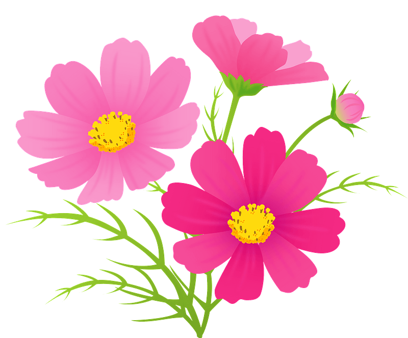 Cosmos flower - Free vector clipart images on creazilla.com