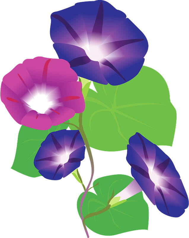 Morning glory flower