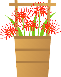 Red spider lily flower