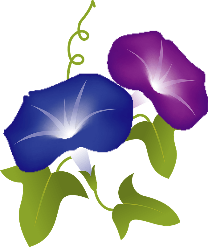 牽牛花花