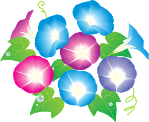 Morning glory flower