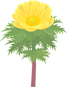 Amur adonis flower - Pheasant's eye