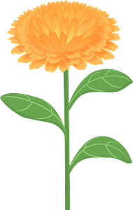 Calendula officinalis flower - marigold