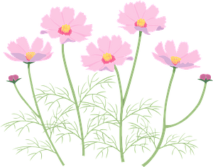 Cosmos flower