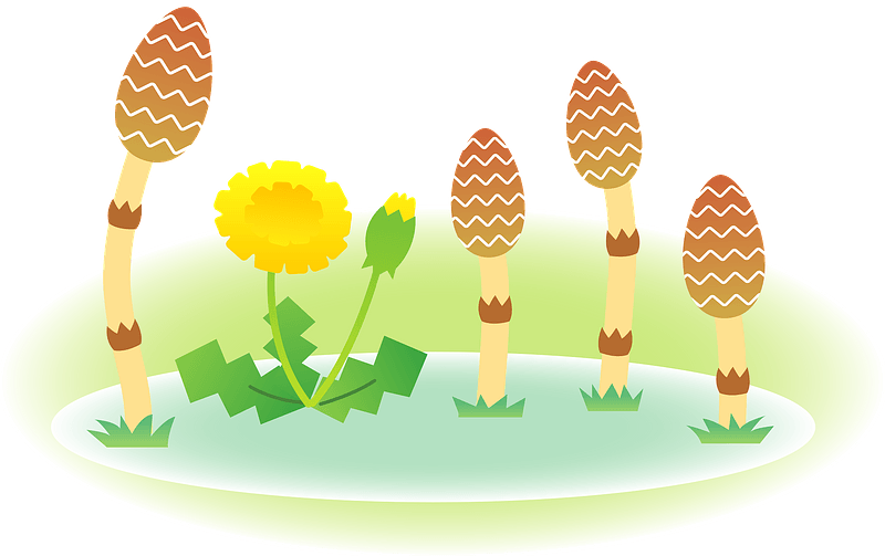 Fertile shoots dandelion