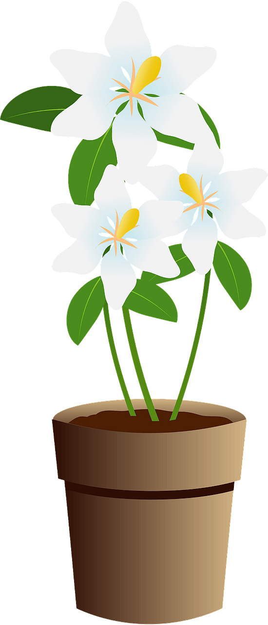 Gardenia cape jasmine in a brown pot