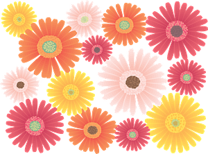 Gerbera flower - Daisies