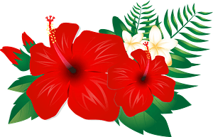 芙蓉花