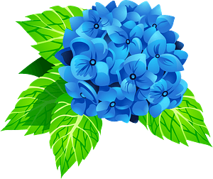 Hydrangea flower