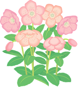 Lenten rose flower