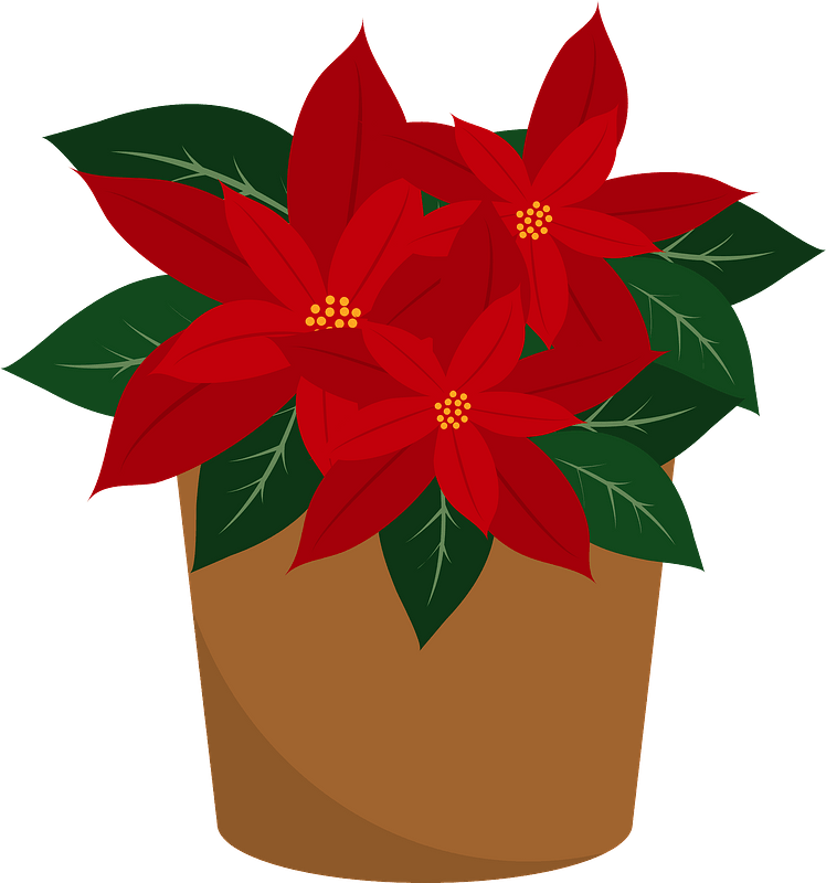 Poinsettia Plant in a Brown Pot