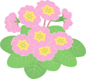 Primrose flowers