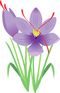 Saffron flower