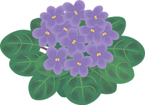 African Violets
