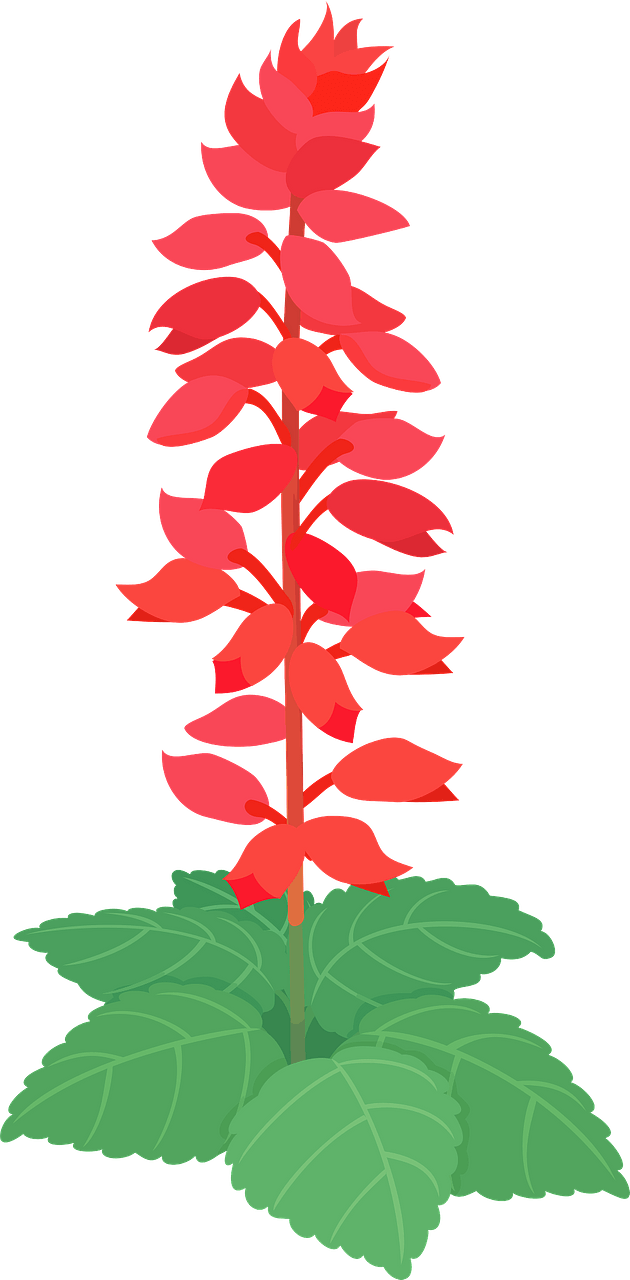 Scarlet sage flower