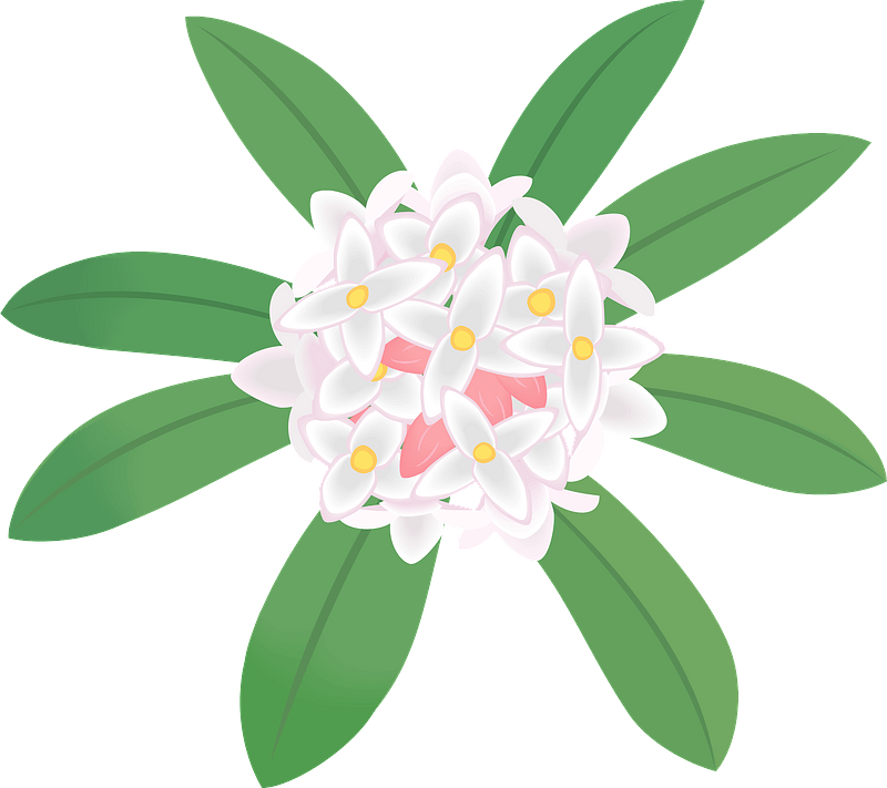 Winter daphne flower