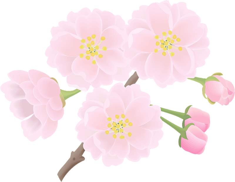 Cherry blossoms flower