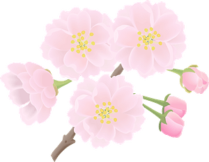 Cherry blossoms flower