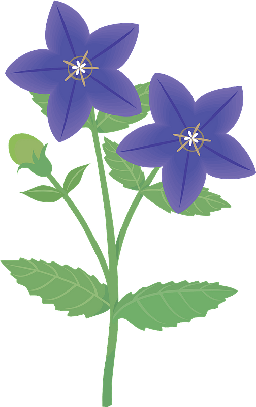 Japanese bellflower