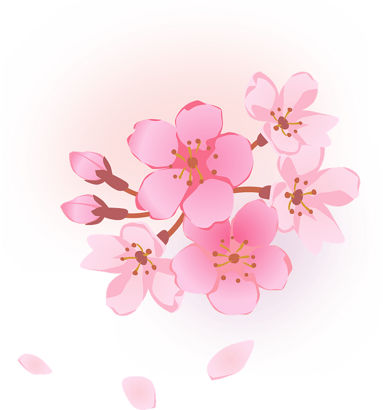 Cherry blossoms flower
