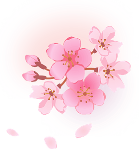 Cherry blossoms flower