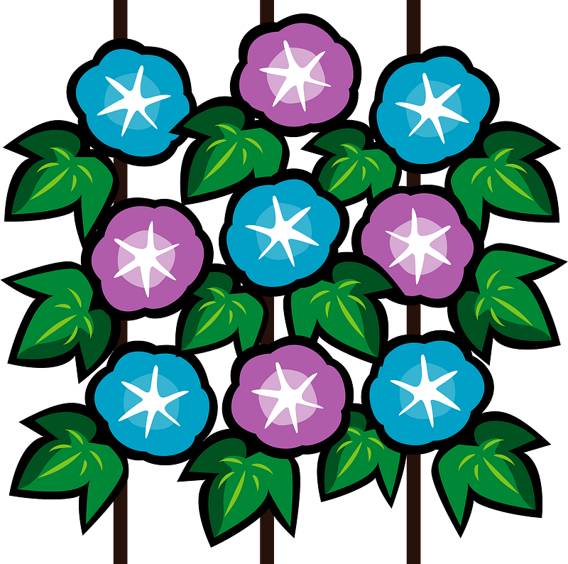 Morning glory flowers