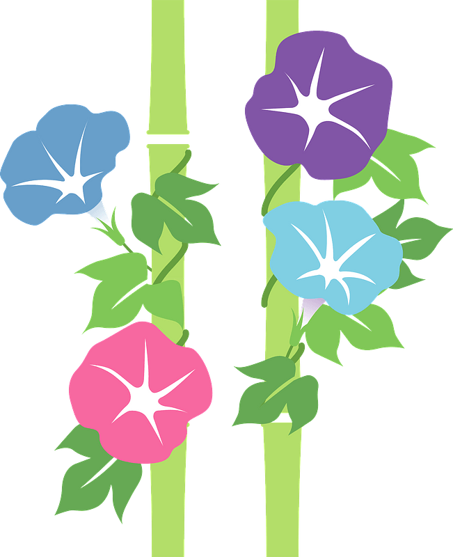Morning glory flower