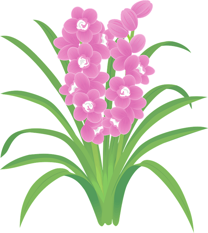 Boat orchids flower